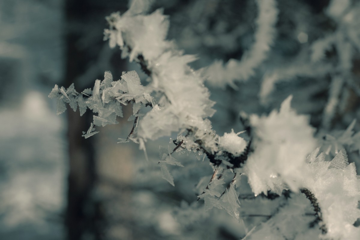 Winter-Landschaft-Detail